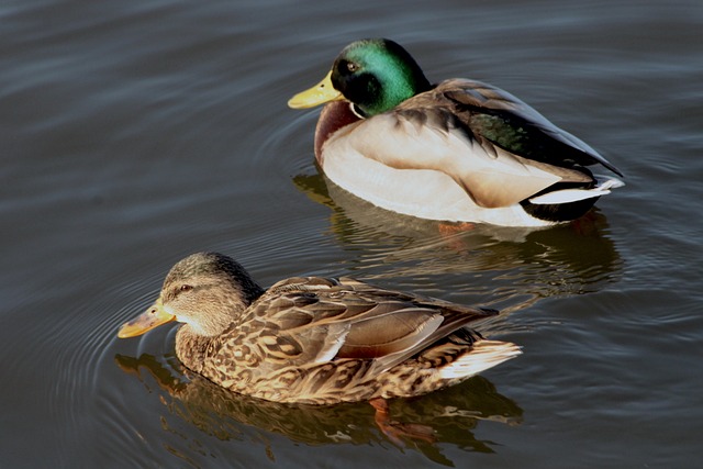 Helgenikoner og puslespil: Krydsord for de nysgerrige